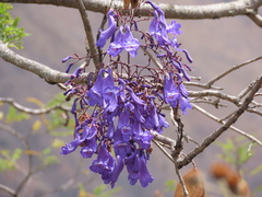Jacaranda acutifolia