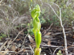 Pterostylis flavovirens