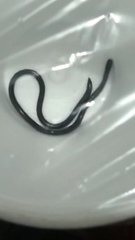 Asiatyphlopinae