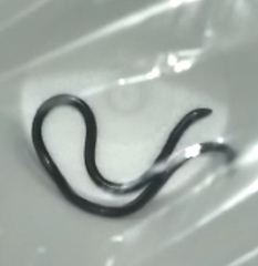 Asiatyphlopinae