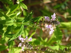 Teucrium canadense occidentale