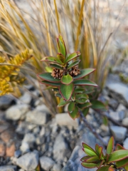 Veronica decumbens