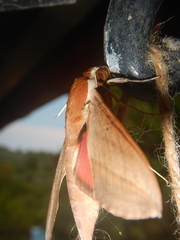 Theretra alecto