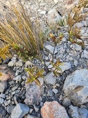 Veronica decumbens