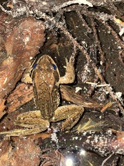Rana cascadae