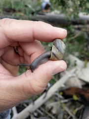 Sonorella grahamensis