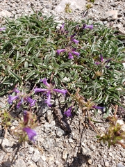 Penstemon heterodoxus heterodoxus