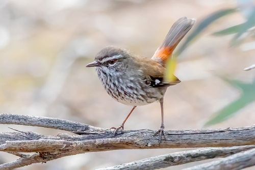 Shy Heathwren (Hylacola cauta), photo 7