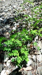 Astragalus robbinsii