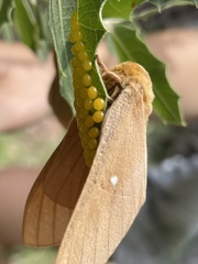 Anisota oslari