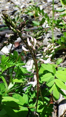 Astragalus robbinsii