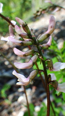 Astragalus robbinsii