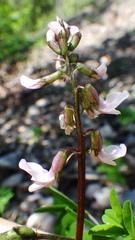 Astragalus robbinsii