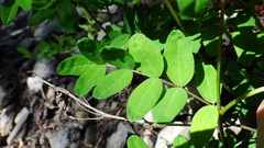 Astragalus robbinsii