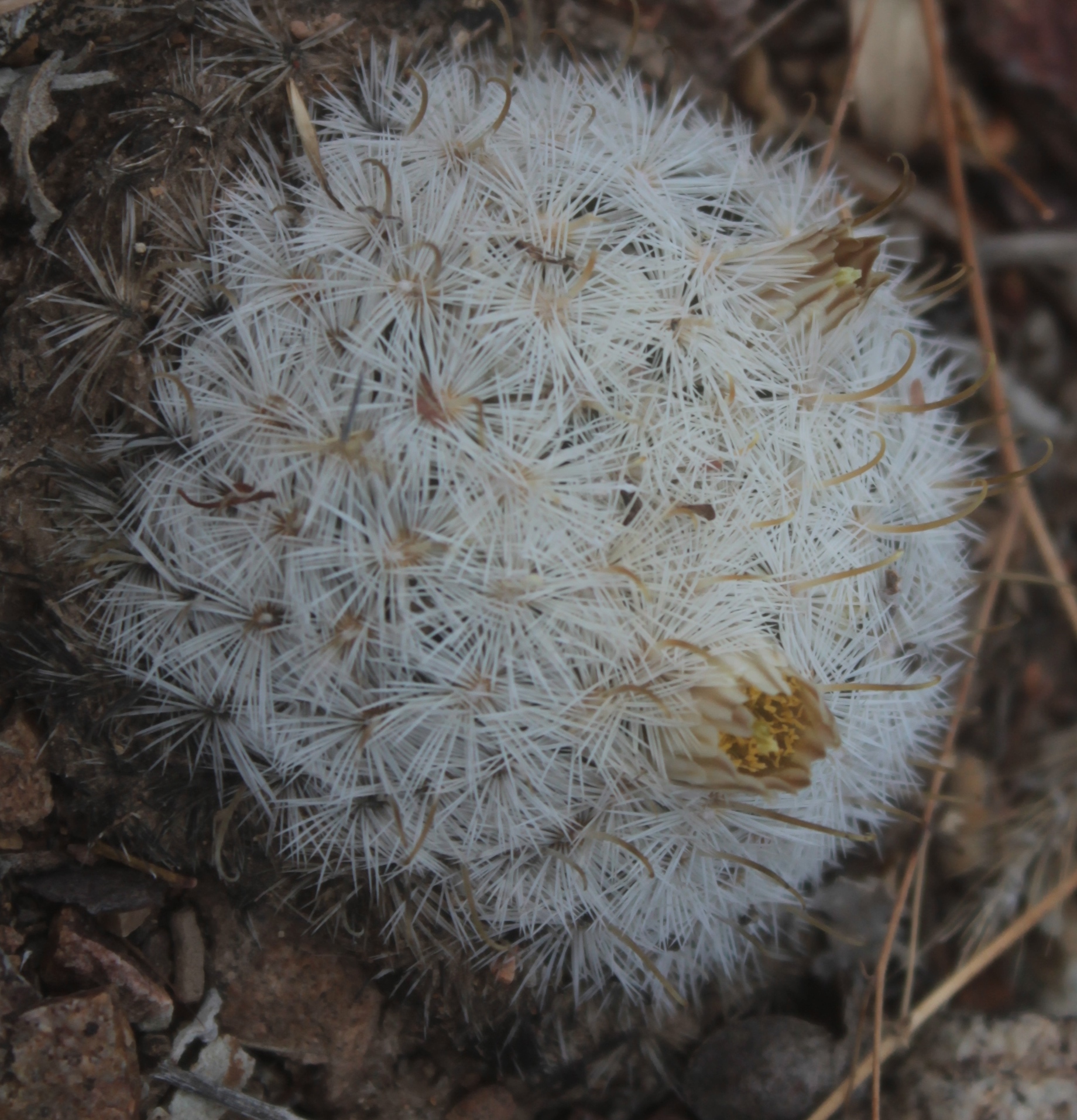 Mammillaria gasseriana
