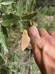 Anisota oslari