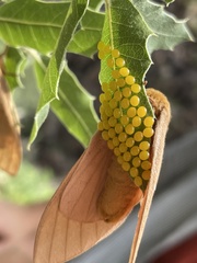 Anisota oslari