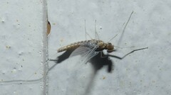 Callibaetis ferrugineus hageni