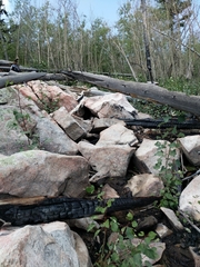 Sonorella grahamensis