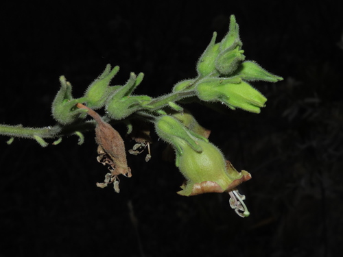 Tobacco (Nicotiana glutinosa)
