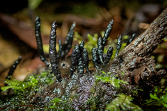 Xylaria fissilis