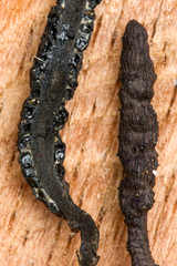 Xylaria fissilis