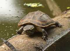 Malayemys macrocephala