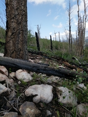 Sonorella grahamensis