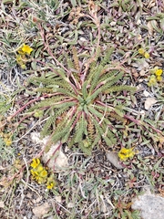 Ivesia lycopodioides scandularis