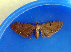 Eupithecia assimilata