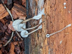 Mycena abramsii