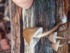 Mycena abramsii