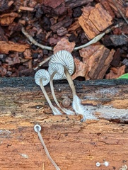 Mycena abramsii