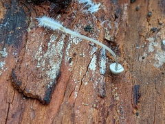 Mycena abramsii