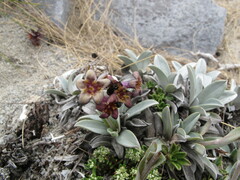 Myosotis arnoldii