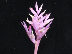 Tillandsia cacticola