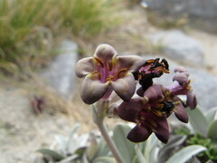 Myosotis arnoldii