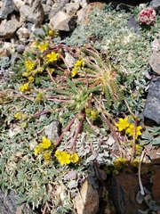 Ivesia lycopodioides scandularis