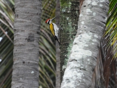 Chrysocolaptes festivus