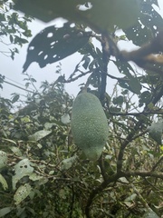 Ficus pumila awkeotsang