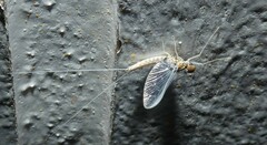 Callibaetis ferrugineus hageni