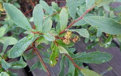 Myrica gale tomentosa