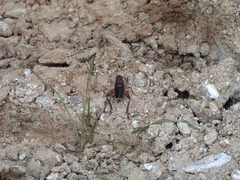 Teleogryllus mitratus