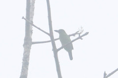 Psilopogon mystacophanos