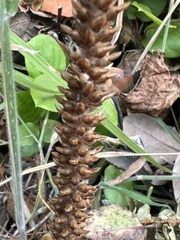 Plantago subnuda