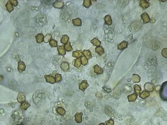 Inocybe phaeocystidiosa