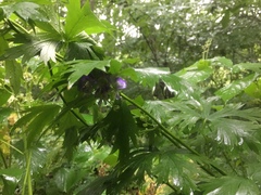 Aconitum noveboracense