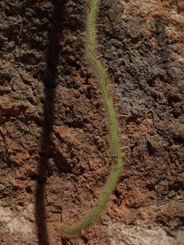 Borzicactus tenuiserpens (Borzicactus tenuiserpens)
