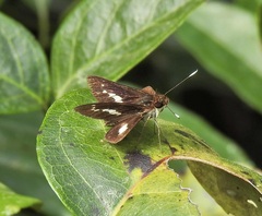 Sabera caesina