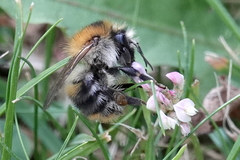 Bombus pascuorum
